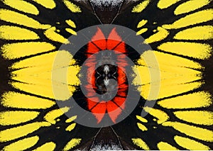 Colorful yellow black red butterfly wings Delias background texture, beautiful pattern.