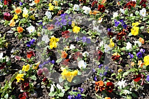 Colorful yellow, blue, white and red vivid pansy flowers in spring. Flowerbed close up. Floral nature pattern background