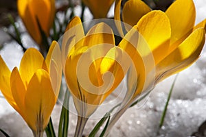 Colorful yellow Crocus flower blooming in the garden. Some crocuses