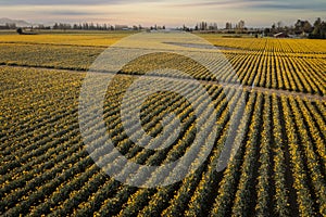 Aerial Sunrise View of Daffodil Fields in the Skagit Valley, Washington.