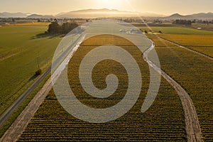 Aerial Sunrise View of Daffodil Fields in the Skagit Valley, Washington.