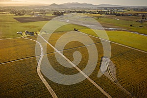 Aerial Sunrise View of Daffodil Fields in the Skagit Valley, Washington.