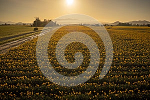 Aerial Sunrise View of Daffodil Fields in the Skagit Valley, Washington.