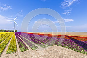 Colorful yellow Dutch tulips in a flower field and a windmill in