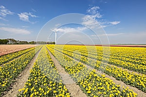 Colorful yellow Dutch tulips in a flower field and a windmill in