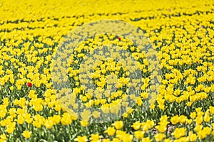 Colorful yellow Dutch tulips in a flower field and a windmill in