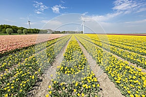 Colorful yellow Dutch tulips in a flower field and a windmill in Holland