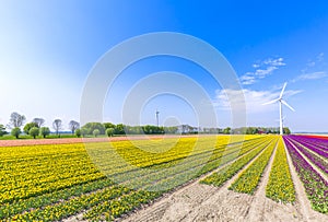 Colorful yellow Dutch tulips in a flower field and a windmill in Holland