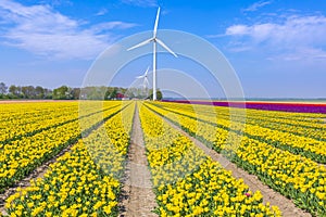 Colorful yellow Dutch tulips in a flower field and a windmill in Holland