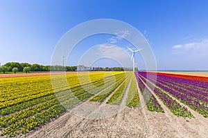 Colorful yellow Dutch tulips in a flower field and a windmill in Holland