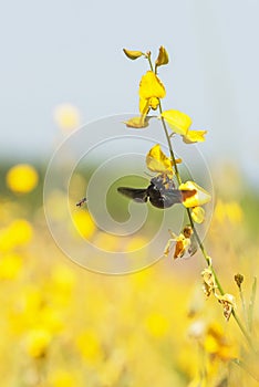 Colorful yellow flowers field in bright sunlight. Sunn hemp flowers are in bloom, bumblebee and bee flying while collecting a