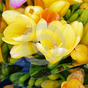 Colorful yellow freesia flower close up top view