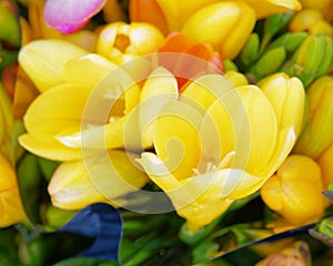 Colorful yellow freesia flower close up top view