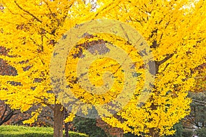 Colorful yellow ginko leaves branch tree in showa kinen park, To