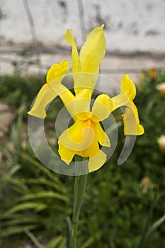 Colorful Iris Pseudacorus flower in the garden