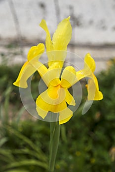 Colorful Iris Pseudacorus flower in the garden