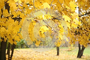 Colorful yellow maple leaves branch tree. Yellow maple tree