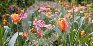 Colorful yellow and Orange color Tulip flower between other colorful flowers