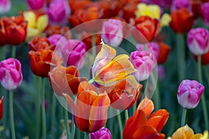 Colorful yellow and Orange color Tulip flowers between other colorful flowers