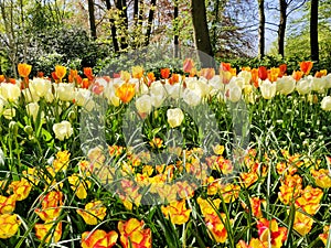 Colorful yellow, orange and white tulips flower bed,  spring park garden