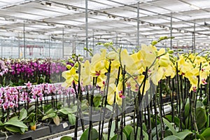 Colorful yellow orchid flowers growing in a greenhouse