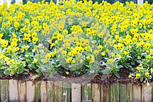 Colorful yellow pansy viola flowers viola reichenbachiana field blooming and small bamboo wood fence in garden of park