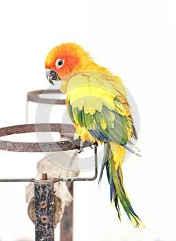 Colorful Yellow Parrot, Sun Conure Aratinga solstitialis, Stan