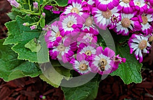 colorful yellow, pink, green flowers with bees in pollination