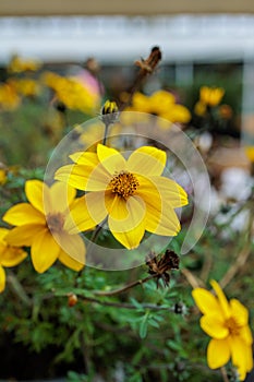 colorful yellow, pink, green flowers with bees in pollination