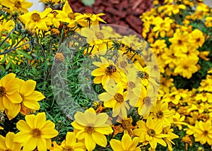 colorful yellow, pink, green flowers with bees in pollination