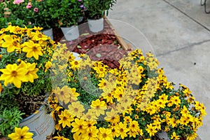 colorful yellow, pink, green flowers with bees in pollination