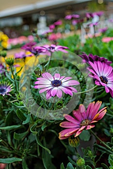 colorful yellow, pink, green flowers with bees in pollination