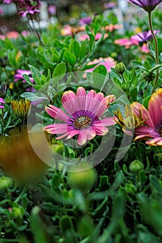 colorful yellow, pink, green flowers with bees in pollination