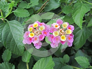 colorful yellow and pink Latana Camera flower photo