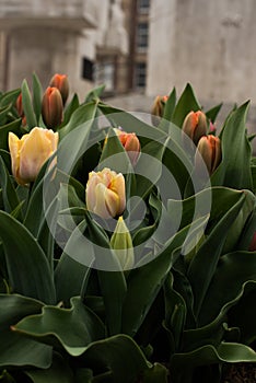 Amsterdam tulips in april