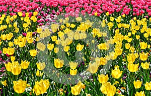 Colorful yellow and pink tulips at Floriade tulip garden Canberra