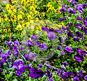 Colorful, yellow, purple, field, flowers, grass,  green