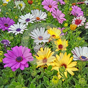 Colorful yellow, purple and pale white daisy bush flowers closeup