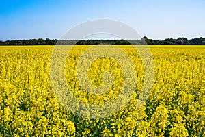 Colorful yellow rapeseed field