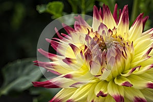 Colorful Yellow and Red Dahlia Flower