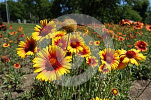 Colorful yellow and red flowers of Gaillardia