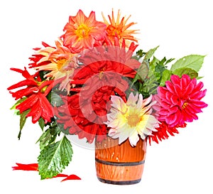 Colorful yellow, red needle dahlia flowers with water drops in a ceramic mug, scattered petals isolated on white