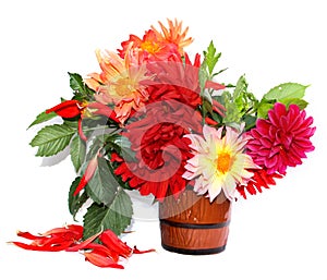 Colorful yellow, red needle dahlias in a ceramic mug, scattered petals isolated on white