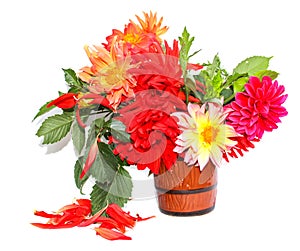 Colorful yellow, red needle dahlias in a ceramic mug, scattered petals isolated on white