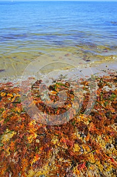 Colorful yellow red seaweed sea algae