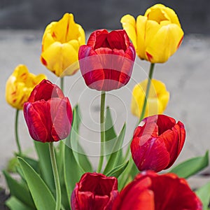 Colorful yellow and red tulips grow with green leaves on the plot. red and yellow tulips