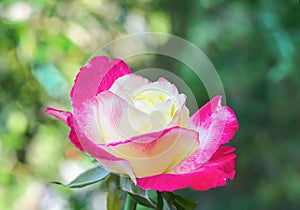 Colorful yellow rose flowers petal with dark pink edge blooming in nature garden