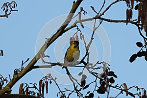 Colorful yellow Siskin, Carduelis spinus, perching on Spring branch