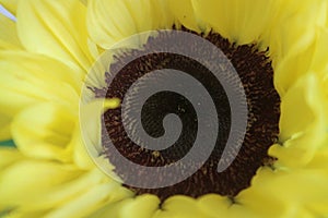 Colorful yellow sunflower