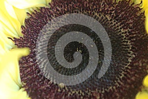 Colorful yellow sunflower